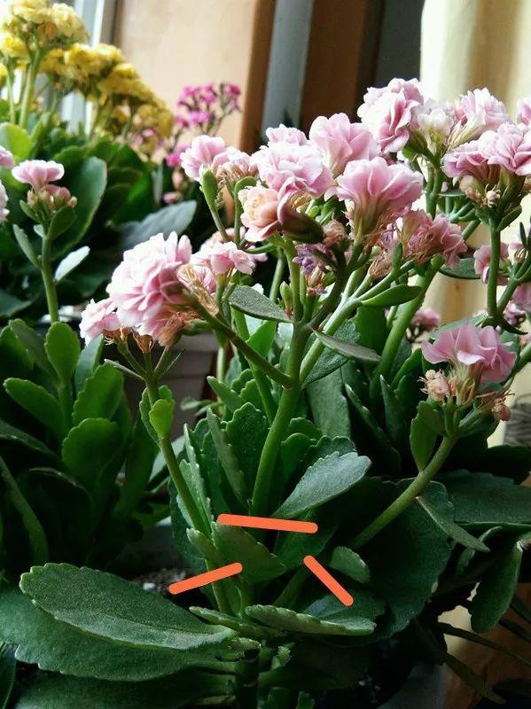 長(cháng)壽花花謝后如何修剪，怎么處理，杜鵑花花謝后怎樣修剪?