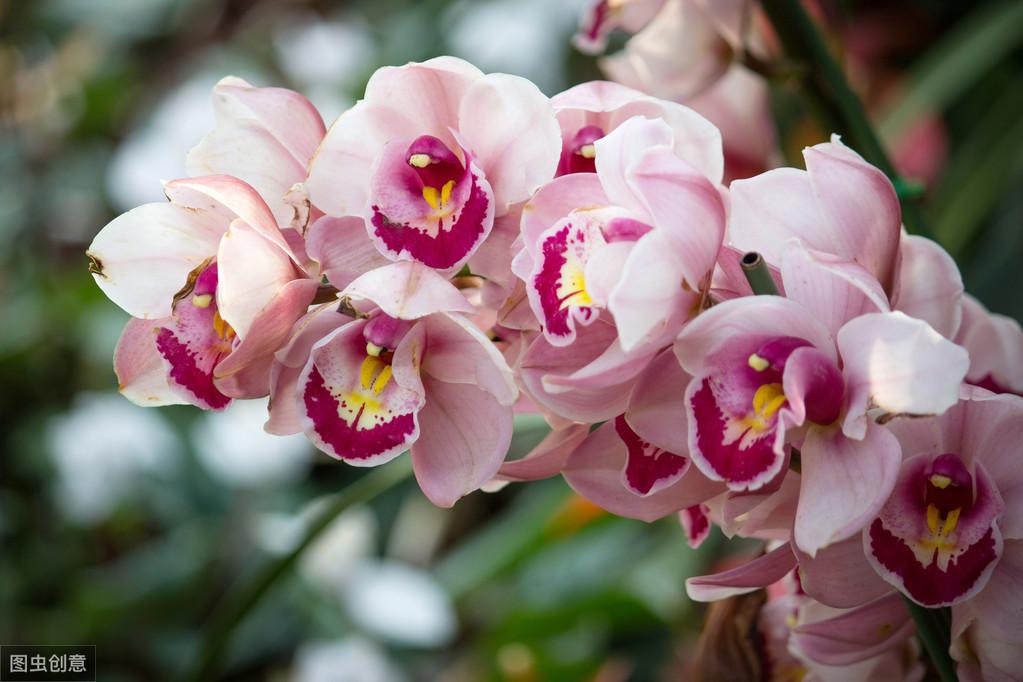 大花蕙蘭怎么澆水，大花蕙蘭能曬太陽(yáng)嗎?