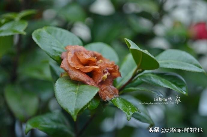 如何使茶梅在圣誕開(kāi)花，茶梅開(kāi)白花怎么辦?