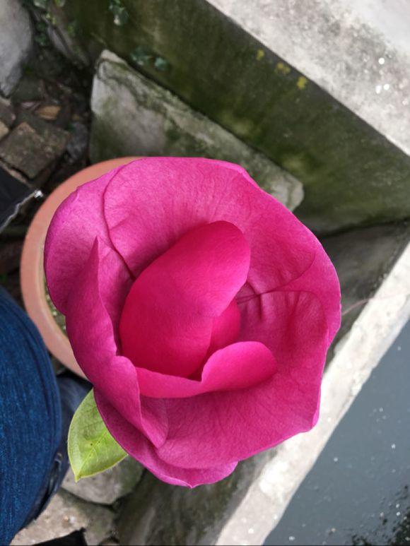 白玉蘭怎么澆水，白玉蘭花多久澆一次水?