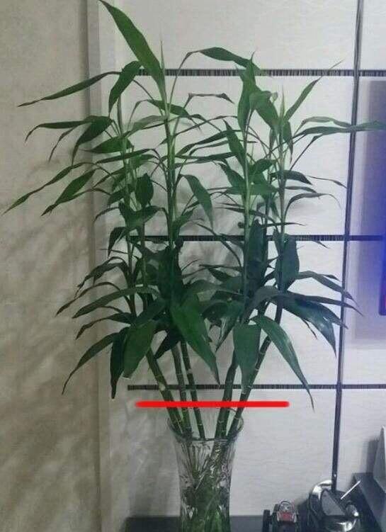 土養富貴竹長(cháng)得太高了怎么辦，土養富貴竹怎么修剪，水培富貴竹可以土養嗎?