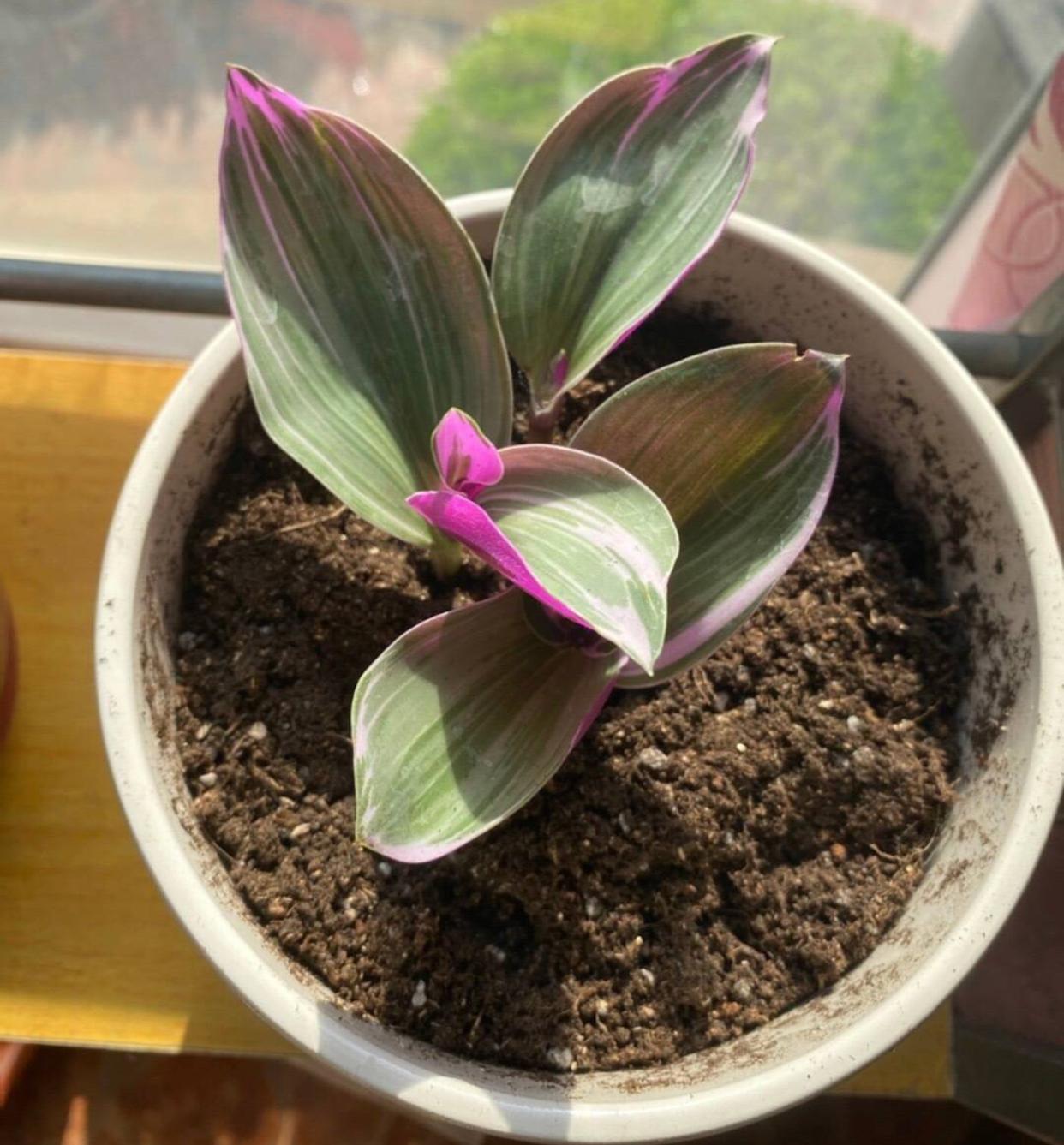 油畫(huà)吊蘭怎么養，怎么扦插，吊蘭扦插方法圖解?