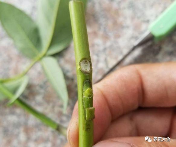 茶梅怎么扦插，茶梅扦插生根最快方法?