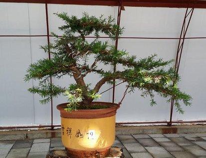 澳洲杉開(kāi)花嗎，澳洲杉如何打頂?