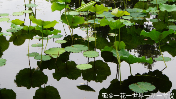 百萬(wàn)小鈴的繁殖方法，什么時(shí)候扦插，發(fā)財樹(shù)什么時(shí)候扦插好?