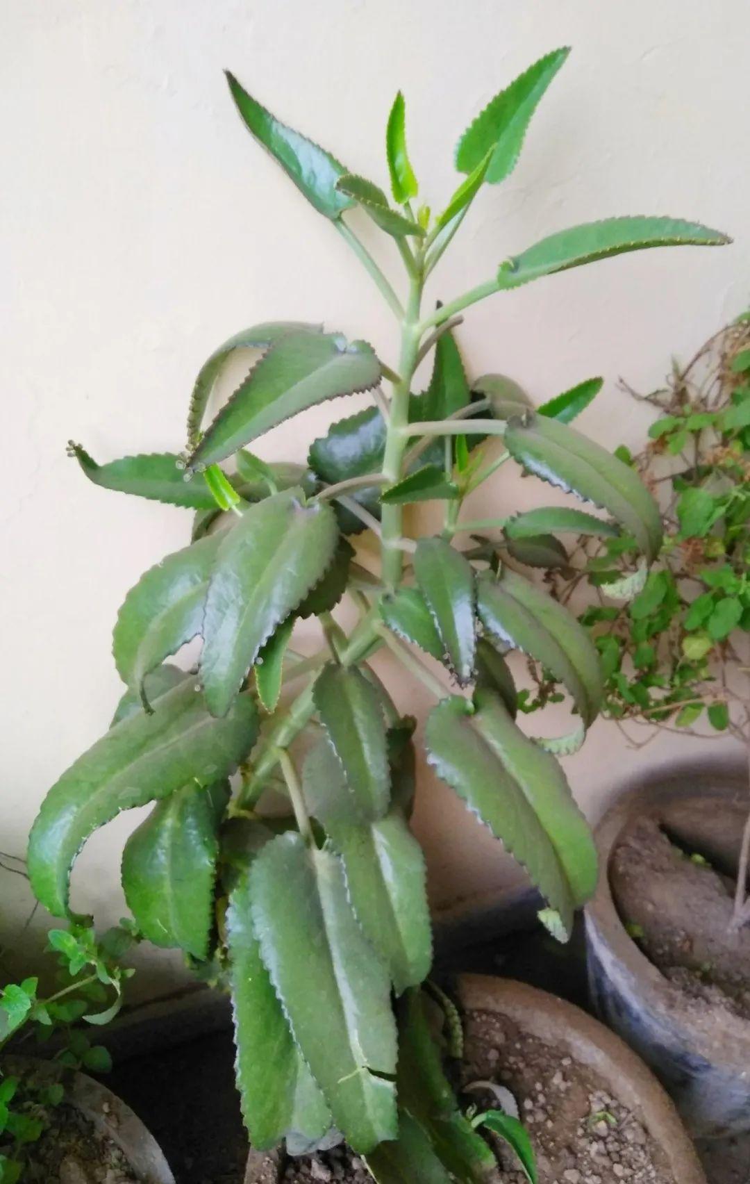 落地生根怎么養才能開(kāi)花，長(cháng)壽花怎么養才能爆盆?