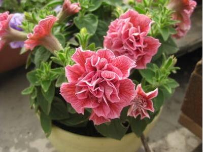 矮牽牛怎么扦插，矮牽牛怎么繁殖?