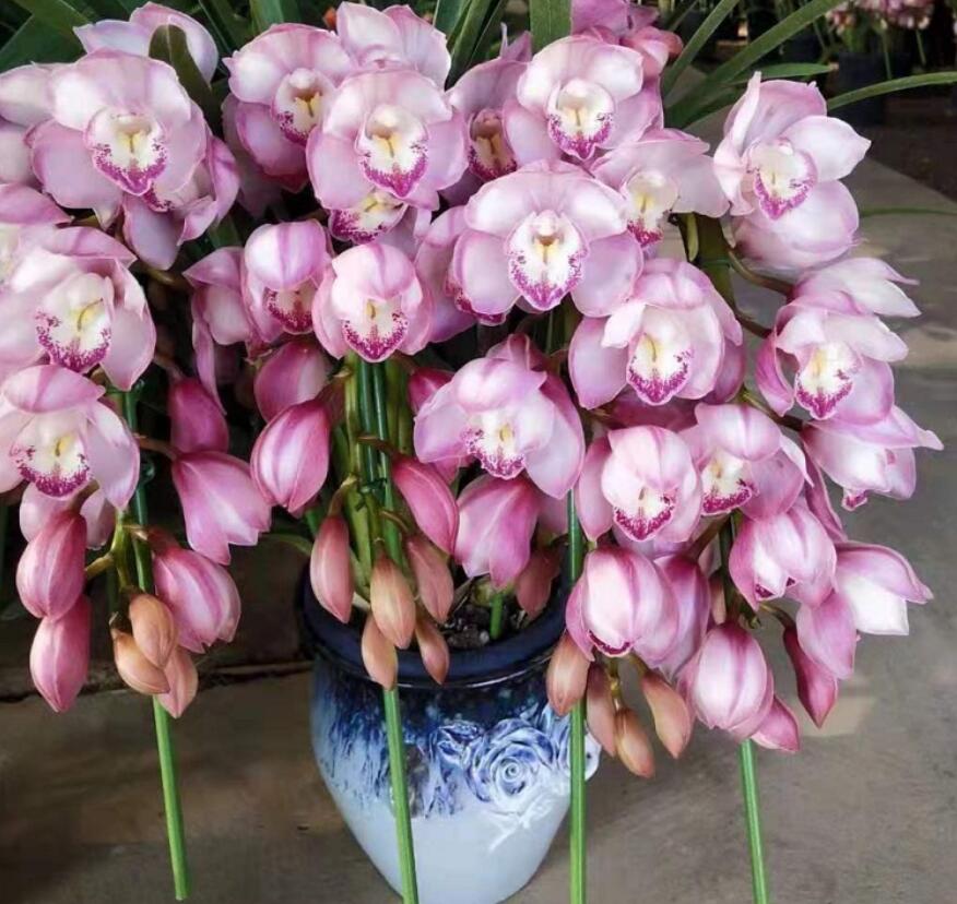 大花蕙蘭掉花苞怎么辦，有花苞了怎么澆水，大花蕙蘭有花苞了怎么澆水?