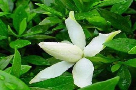 白蘭花怎么換盆，白蘭花十月份換盆可以嗎?