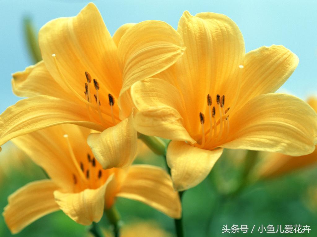 百合開(kāi)花之后怎么處理，百合一年開(kāi)花幾次，如何讓百合分叉多開(kāi)花?