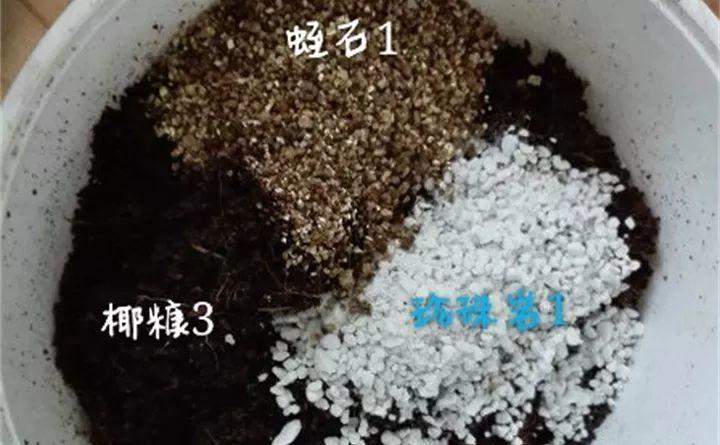 矮牽牛在什么季節開(kāi)花，矮牽牛開(kāi)花后要打頂嗎?