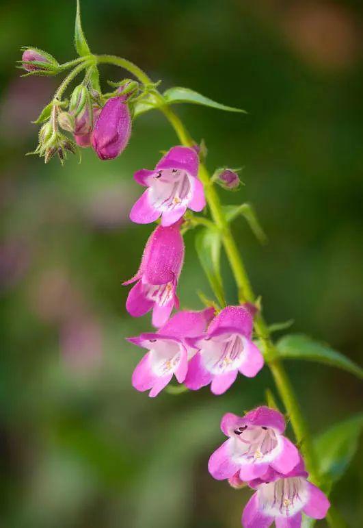 釣鐘柳的繁殖方法詳解，釣鐘柳圖片?