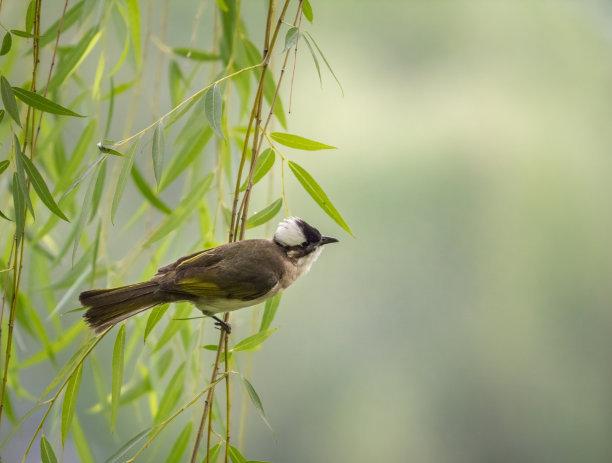 白頭翁的繁殖方法，白頭翁怎么分公母?