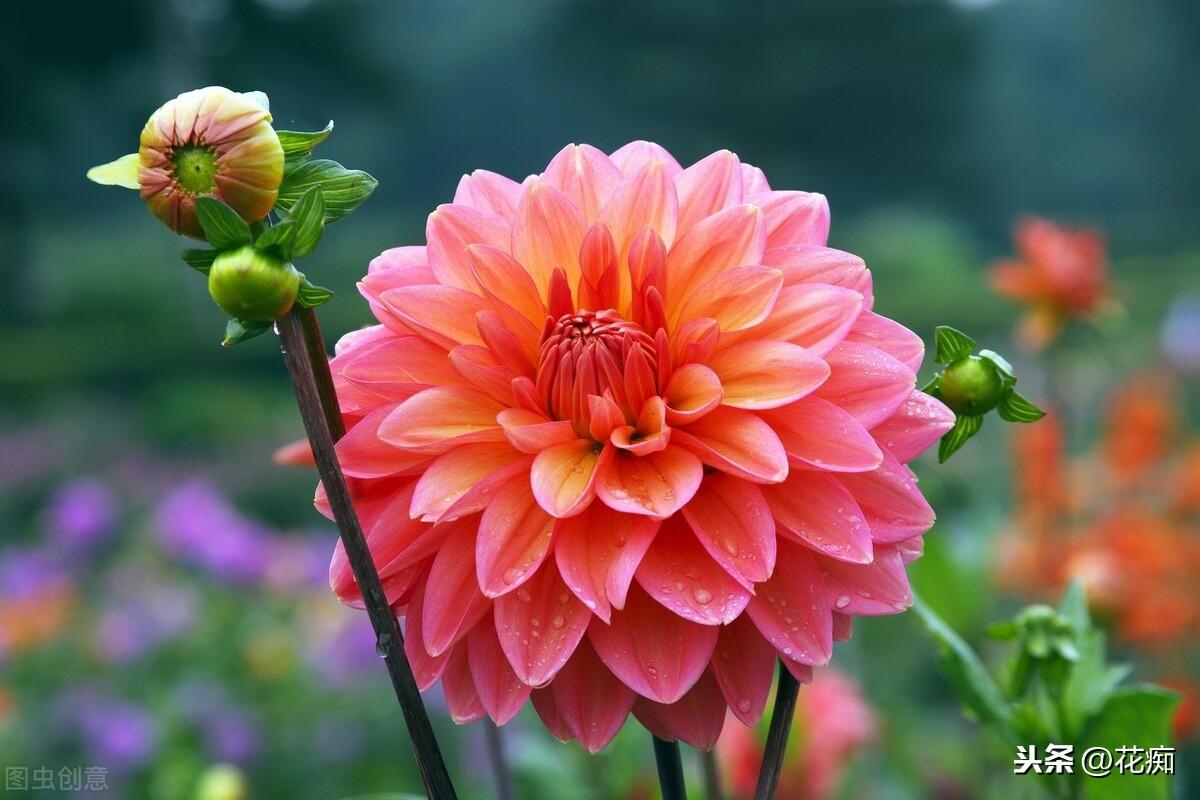 大麗花能過(guò)冬嗎，北方地栽大麗花冬天會(huì )死嗎?