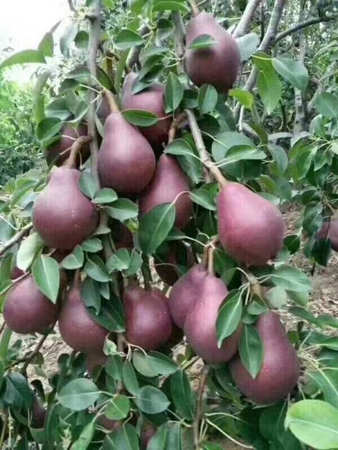 紅啤梨怎么催熟變軟，紅啤梨怎么放軟