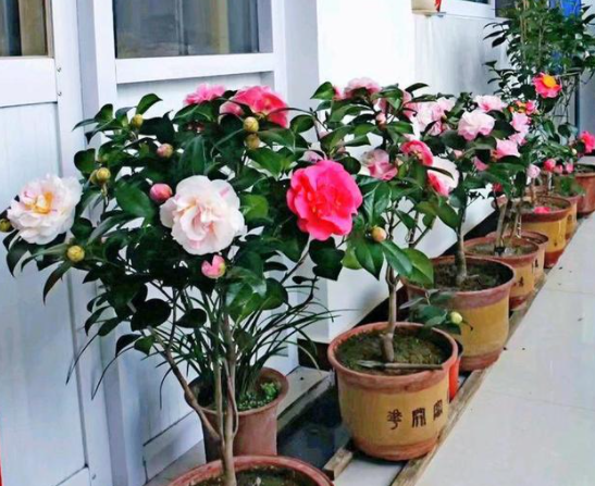 怎么讓茶花提前開(kāi)花，怎么延長(cháng)花期，怎樣讓茶花花苞快些開(kāi)花?