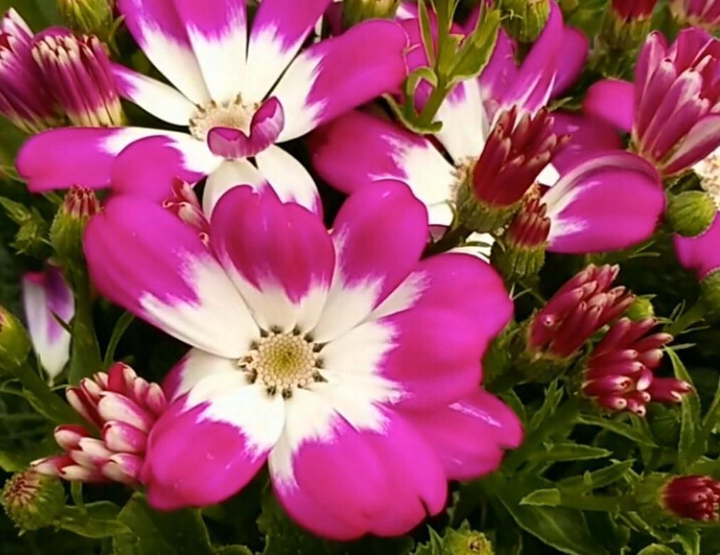 瓜葉菊什么時(shí)候開(kāi)花，瓜葉菊一年能開(kāi)幾次花?