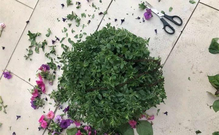 矮牽牛在什么季節開(kāi)花，矮牽牛開(kāi)花后要打頂嗎?