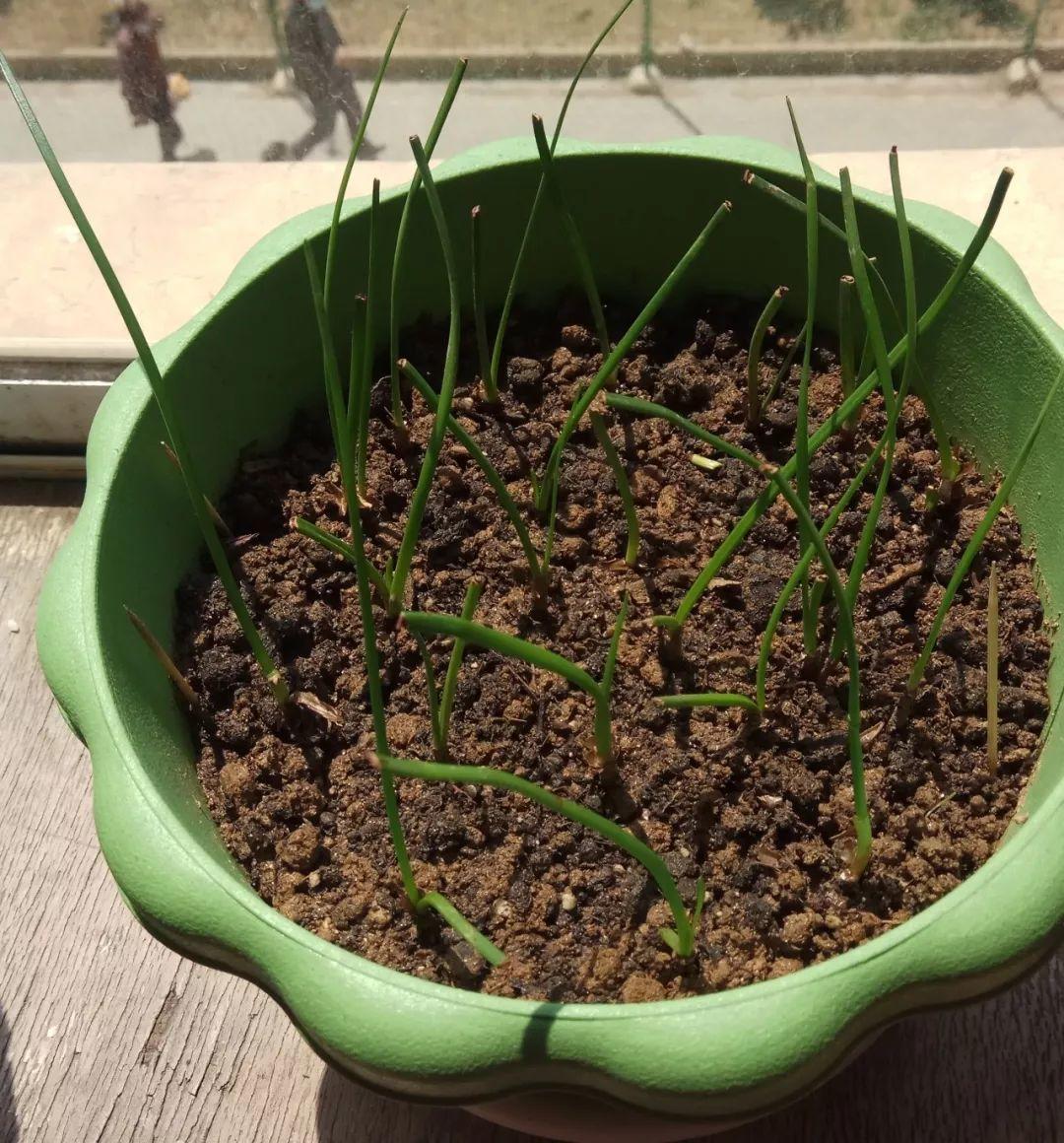 蔥蘭什么時(shí)候開(kāi)花，蔥蘭和韭蘭的區別?