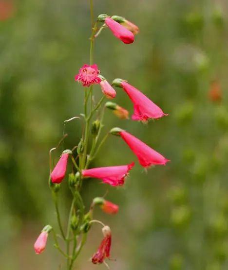 釣鐘柳的繁殖方法詳解，釣鐘柳圖片?