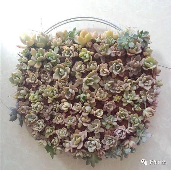 百萬(wàn)小鈴的繁殖方法，什么時(shí)候扦插，金魚(yú)吊蘭的扦插方法和注意事項?