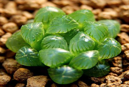 草玉露徒長(cháng)怎么辦，玉露一直竄高怎么辦?