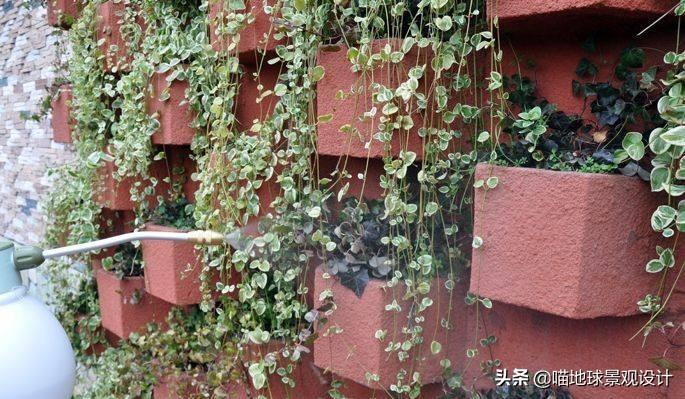 長(cháng)春蔓開(kāi)花嗎，長(cháng)春蔓和常春藤一樣嗎?