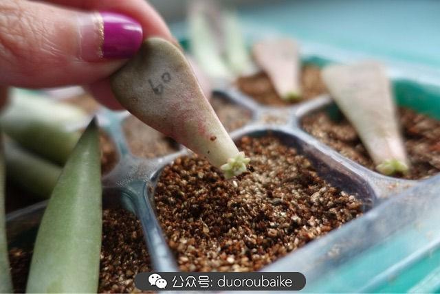 多肉白鳥(niǎo)怎么施肥，白鳥(niǎo)多肉爆盆?