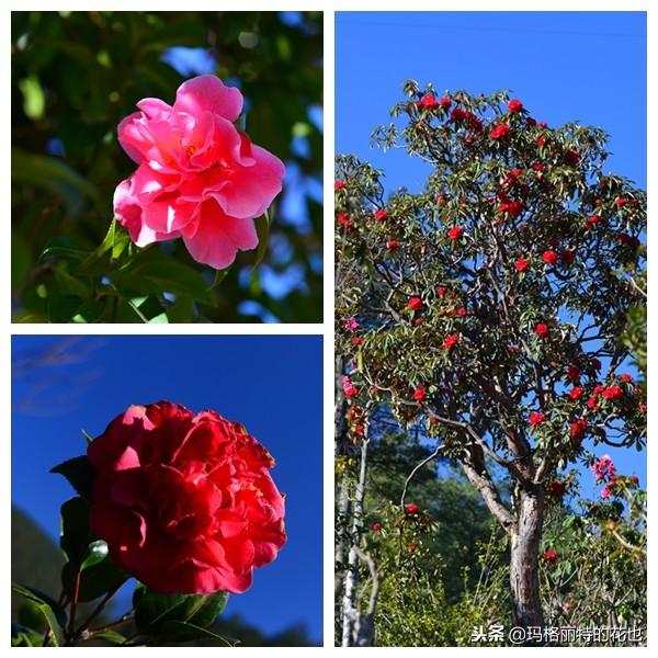 如何使茶梅在圣誕開(kāi)花，茶梅開(kāi)白花怎么辦?