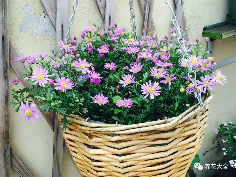 百萬(wàn)小鈴的繁殖方法，什么時(shí)候扦插，金魚(yú)吊蘭的扦插方法和注意事項?