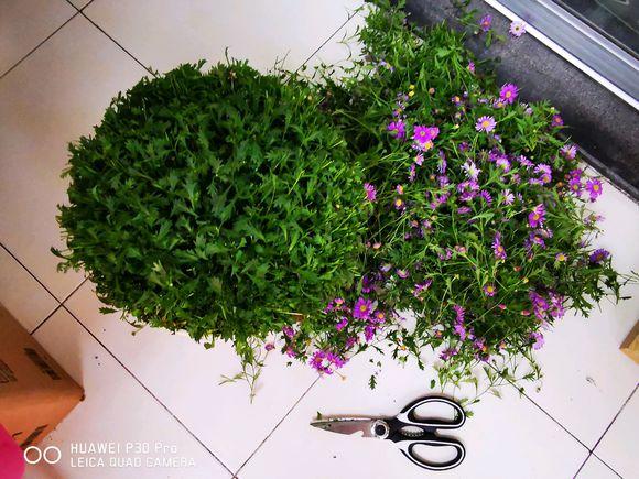 百萬(wàn)小鈴的扦插方法，小木槿扦插多久生根?