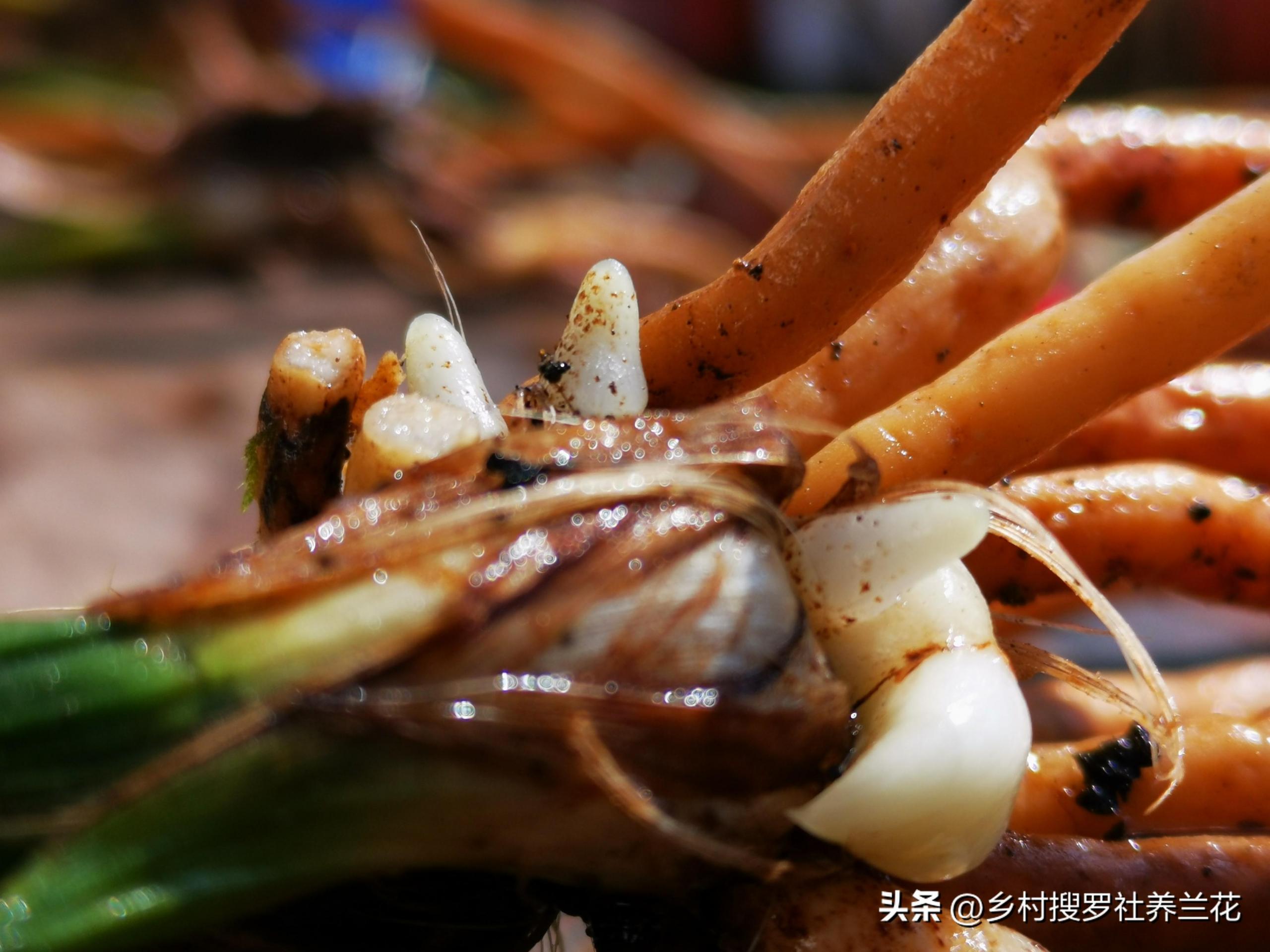 春蘭怎么繁殖，蘭花種子繁殖技術(shù)?