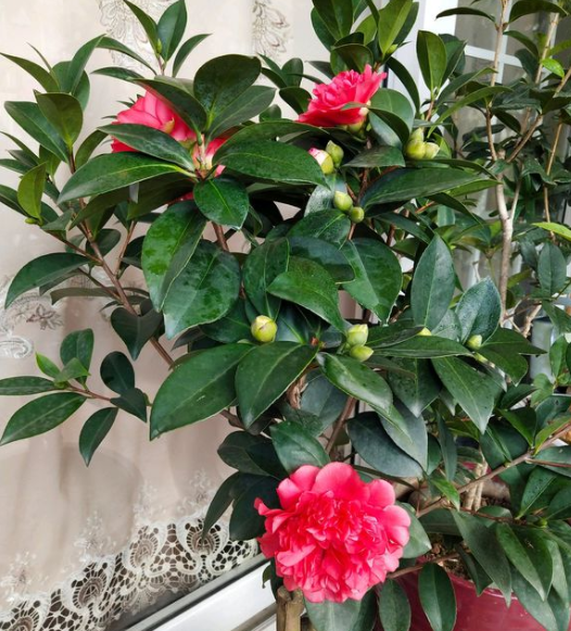 茶花繁殖方法，茶花如何繁殖，茶花繁殖方法和時(shí)間?