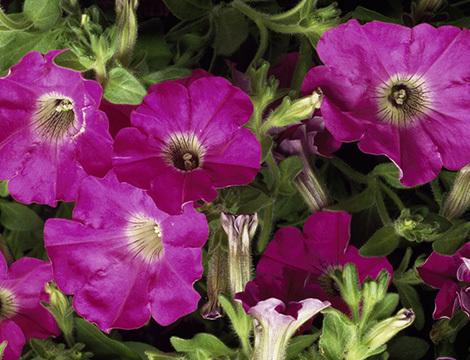 矮牽牛為什么不開(kāi)花，矮牽牛幾月開(kāi)花?