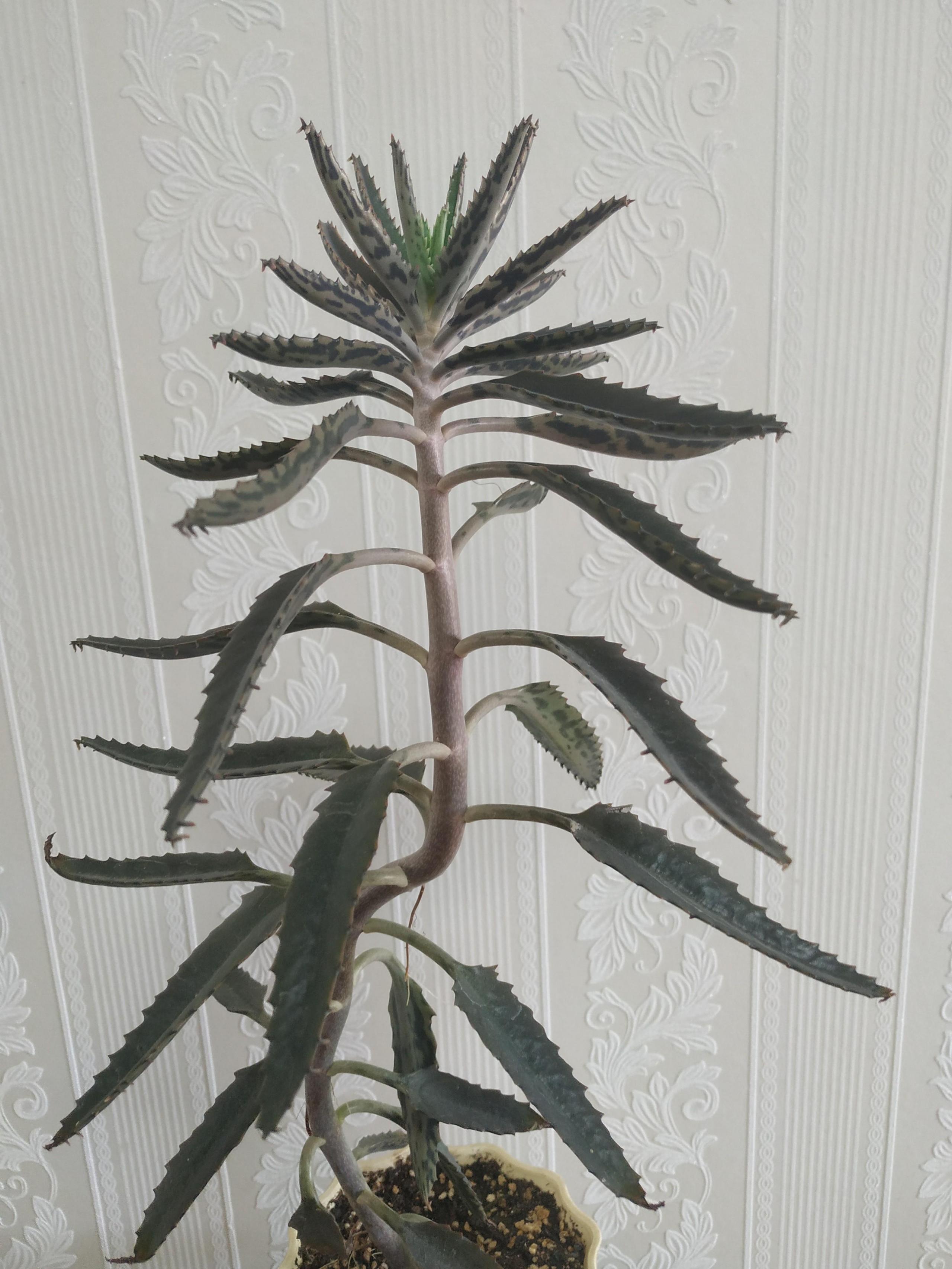 落地生根的繁殖方法，落地生根扦插方法?