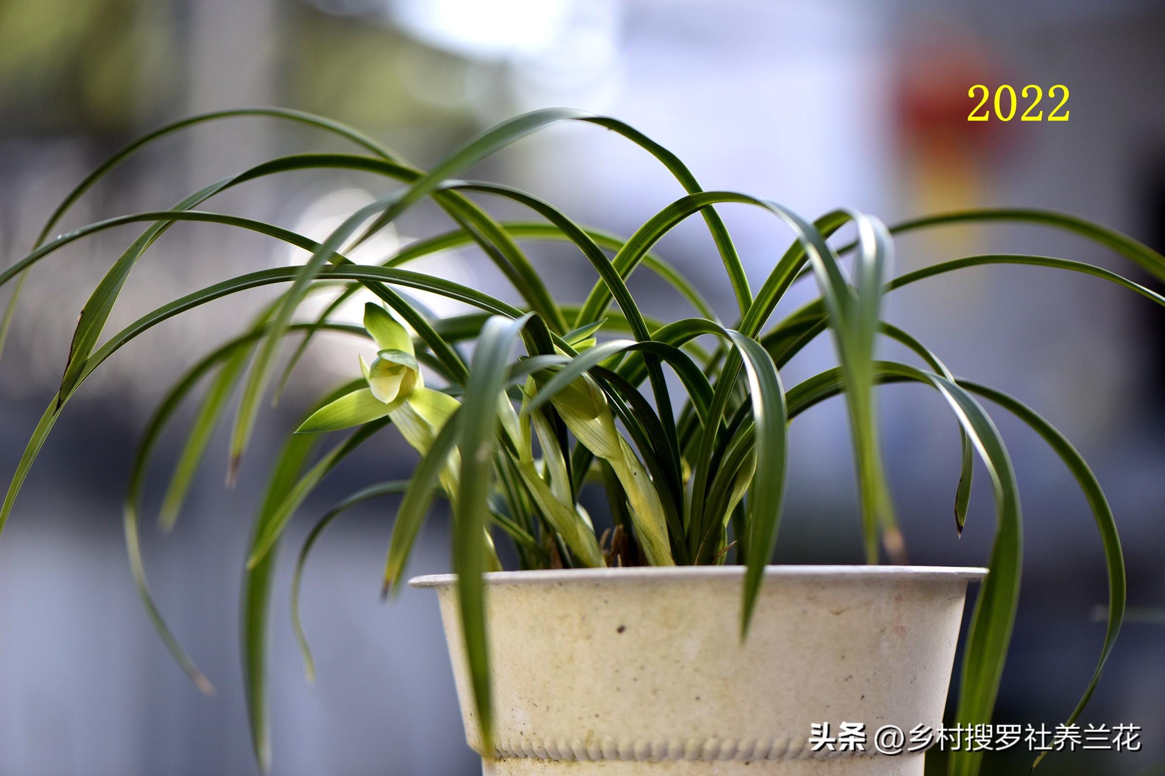 春蘭怎么繁殖，蘭花種子繁殖技術(shù)?