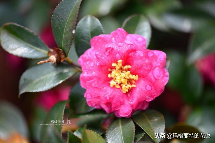 如何使茶梅在圣誕開(kāi)花，茶梅開(kāi)白花怎么辦?