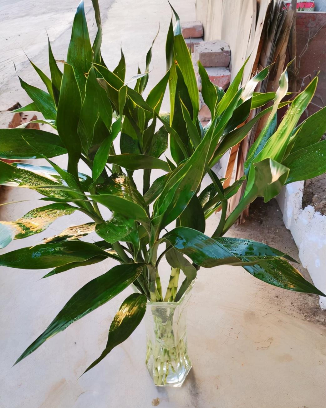 富貴竹施肥方法，用什么肥好，富貴竹怎么水養才旺盛?