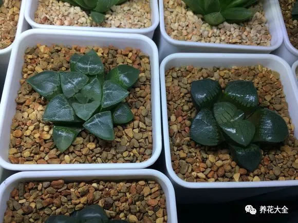 冰燈玉露怎么繁殖，冰燈玉露怎么爆盆?