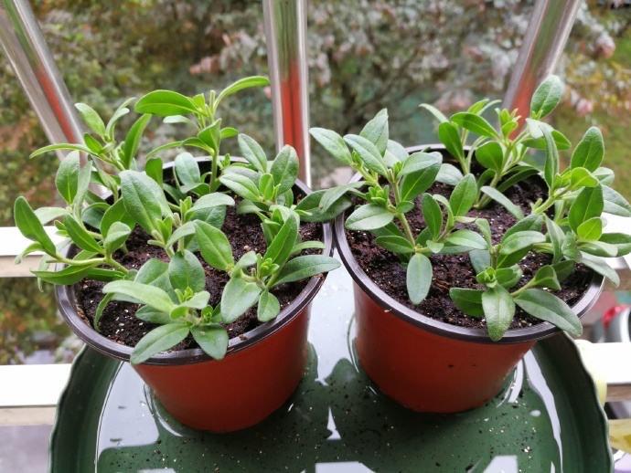 百萬(wàn)小鈴怎么修剪，如何快速復花，小玫瑰花謝了怎么修剪?