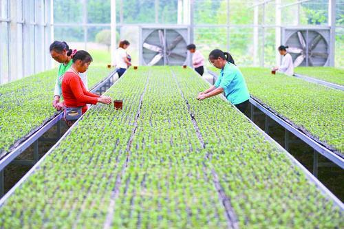 花椰菜種植前景怎么樣(農村夫婦種植30畝“致富菜”)