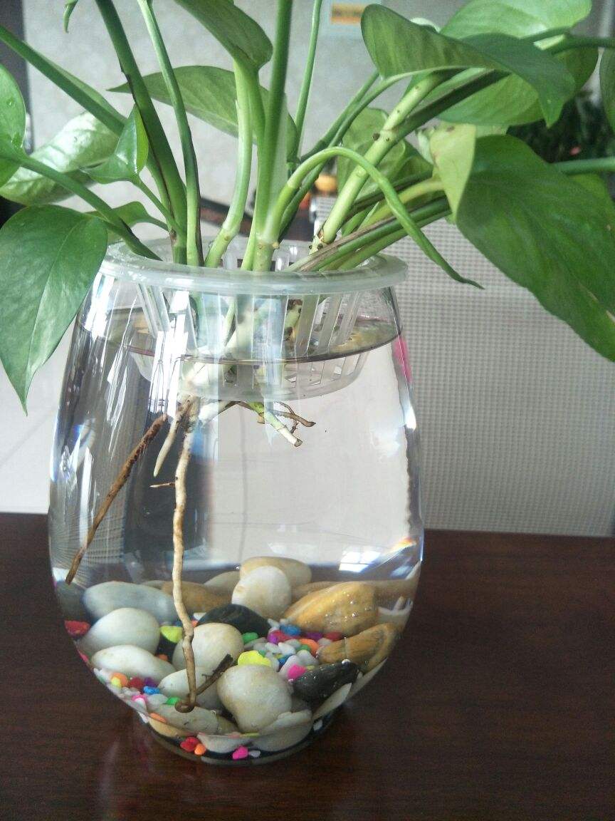 水養富貴竹怎么過(guò)冬天，富貴竹過(guò)冬干枯怎么救，如何水養富貴竹?