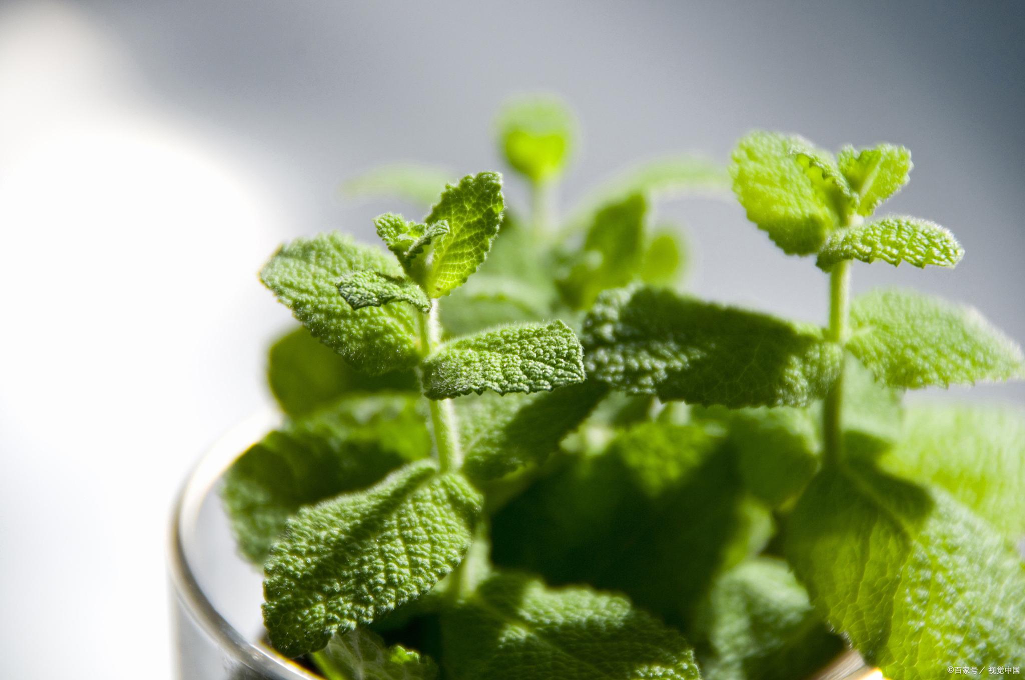 薄荷分株繁殖方法，薄荷自己會(huì )分株嗎，多肉植物的扦插方法?