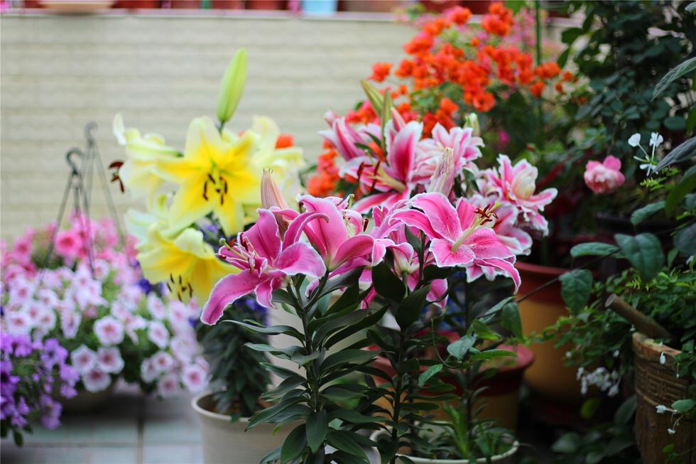 百合換盆后枯萎了的原因，怎么解決，茶花換盆后掉葉怎么辦?