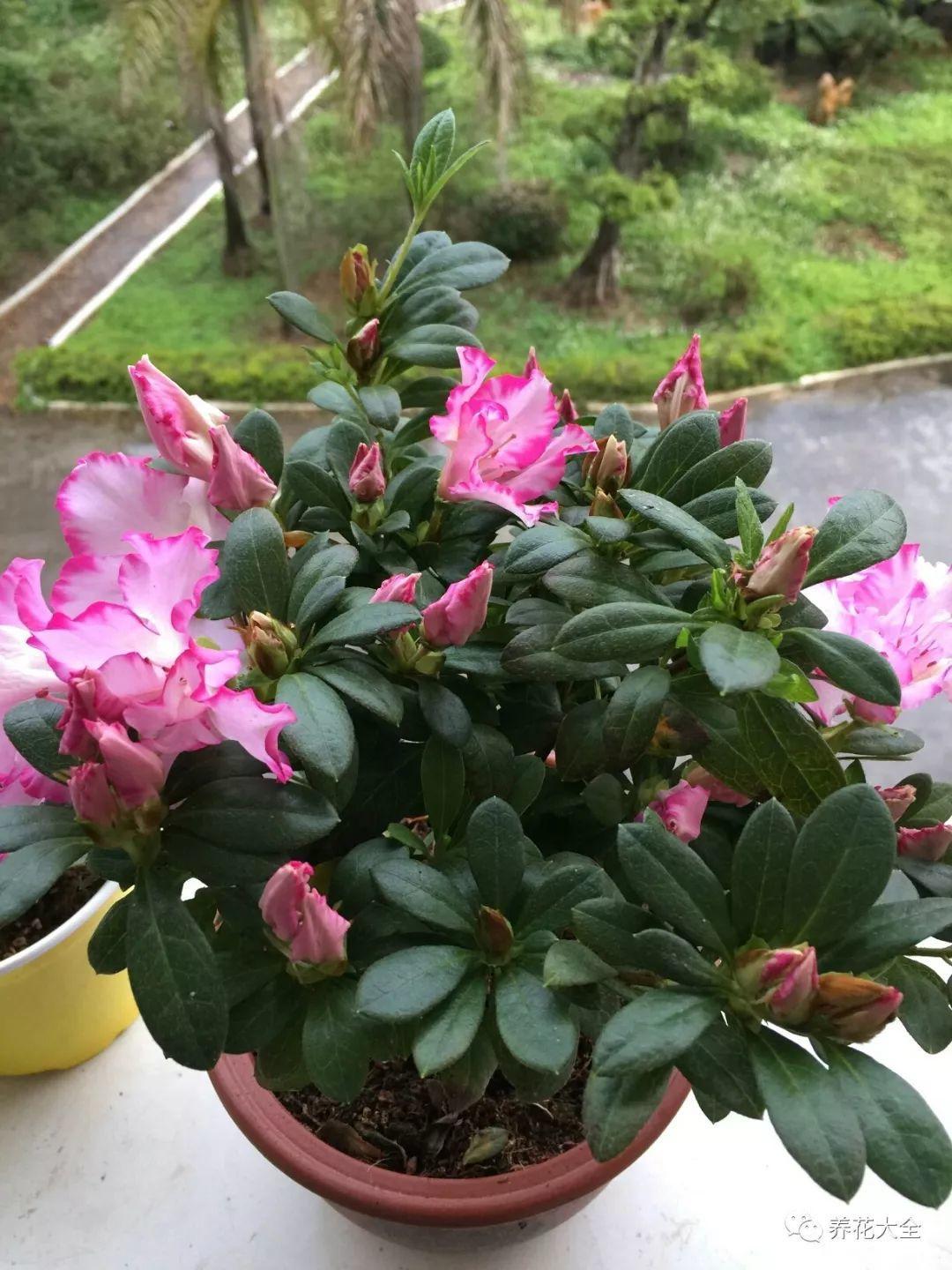 怎么讓杜鵑花開(kāi)花，開(kāi)花前用什么肥，什么肥能讓花卉快速生長(cháng)?