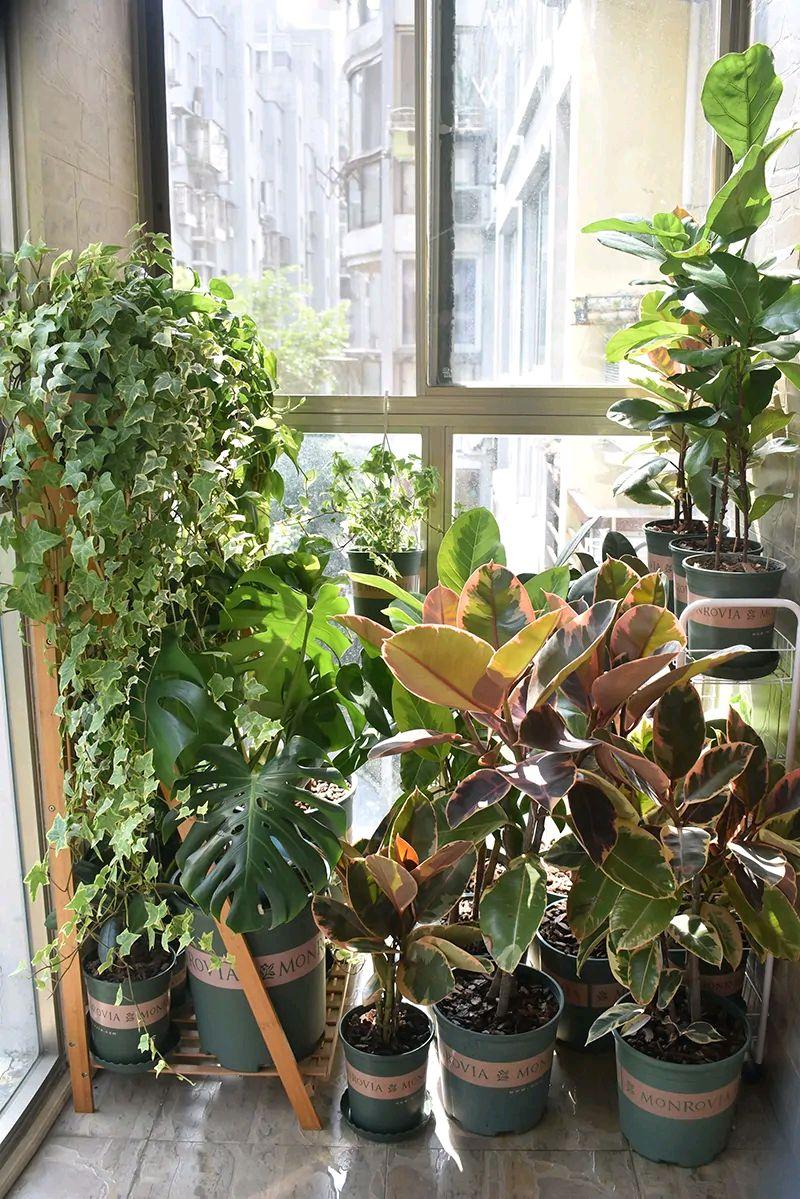 不夜城的分株繁殖，蝴蝶蘭是怎么繁殖的?