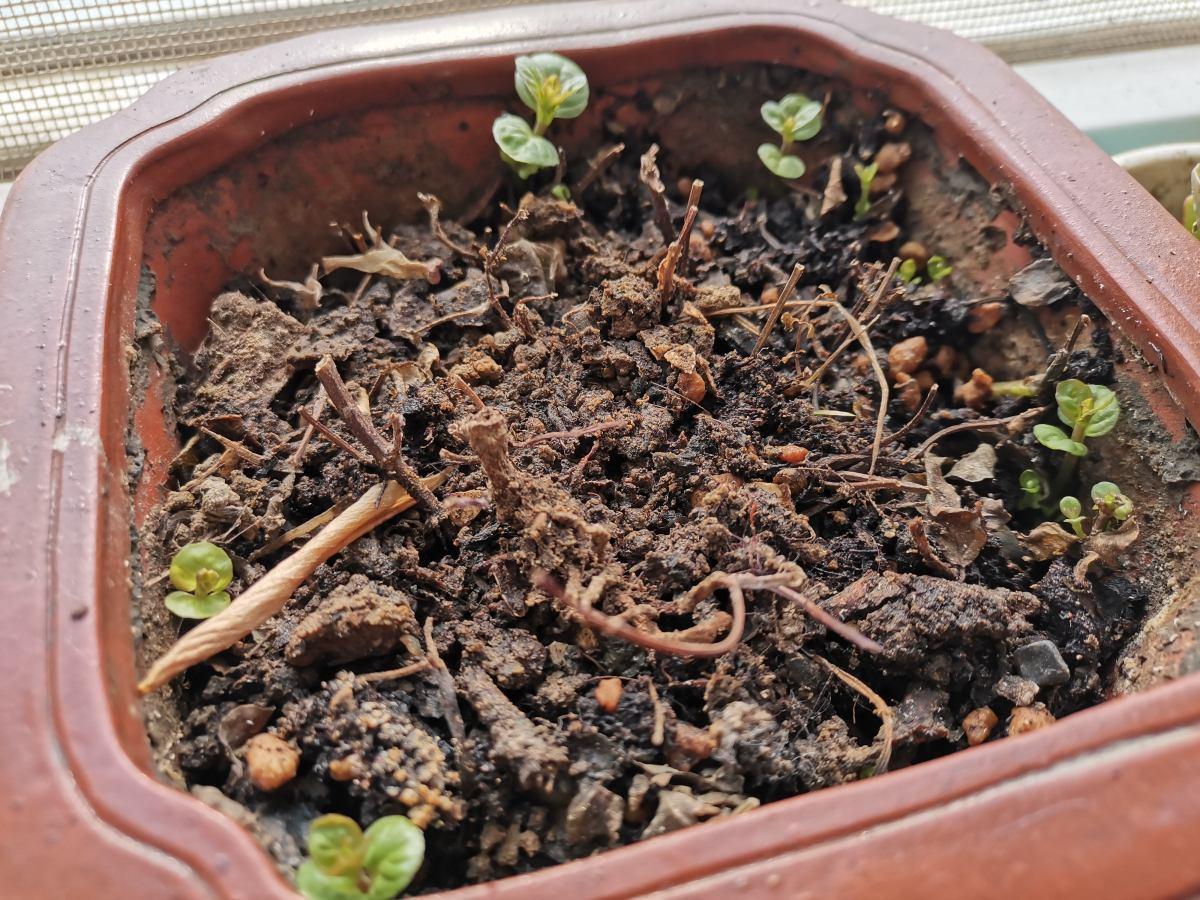 薄荷播種方法和時(shí)間，薄荷可以一年四季種嗎，薄荷四季常青嗎?