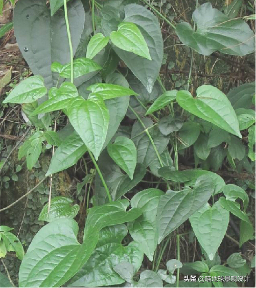 長(cháng)春蔓開(kāi)花嗎，長(cháng)春蔓和常春藤一樣嗎?