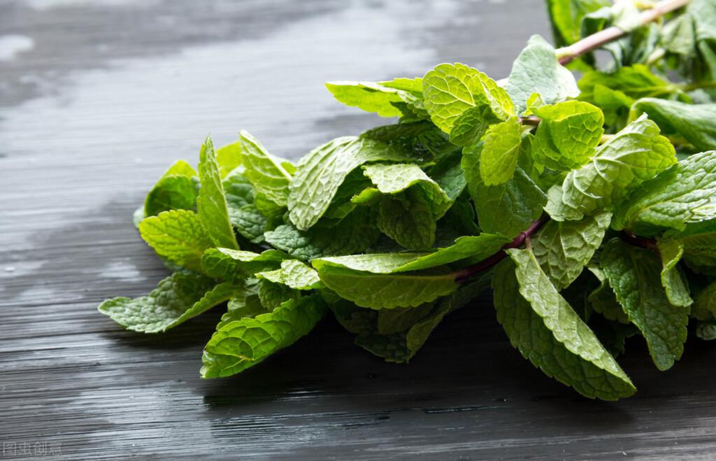 薄荷分株繁殖方法，薄荷自己會(huì )分株嗎，多肉植物的扦插方法?