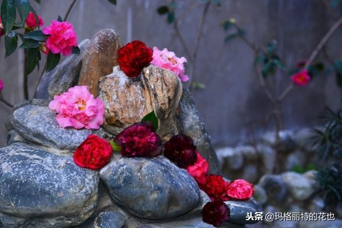 如何使茶梅在圣誕開(kāi)花，茶梅開(kāi)白花怎么辦?